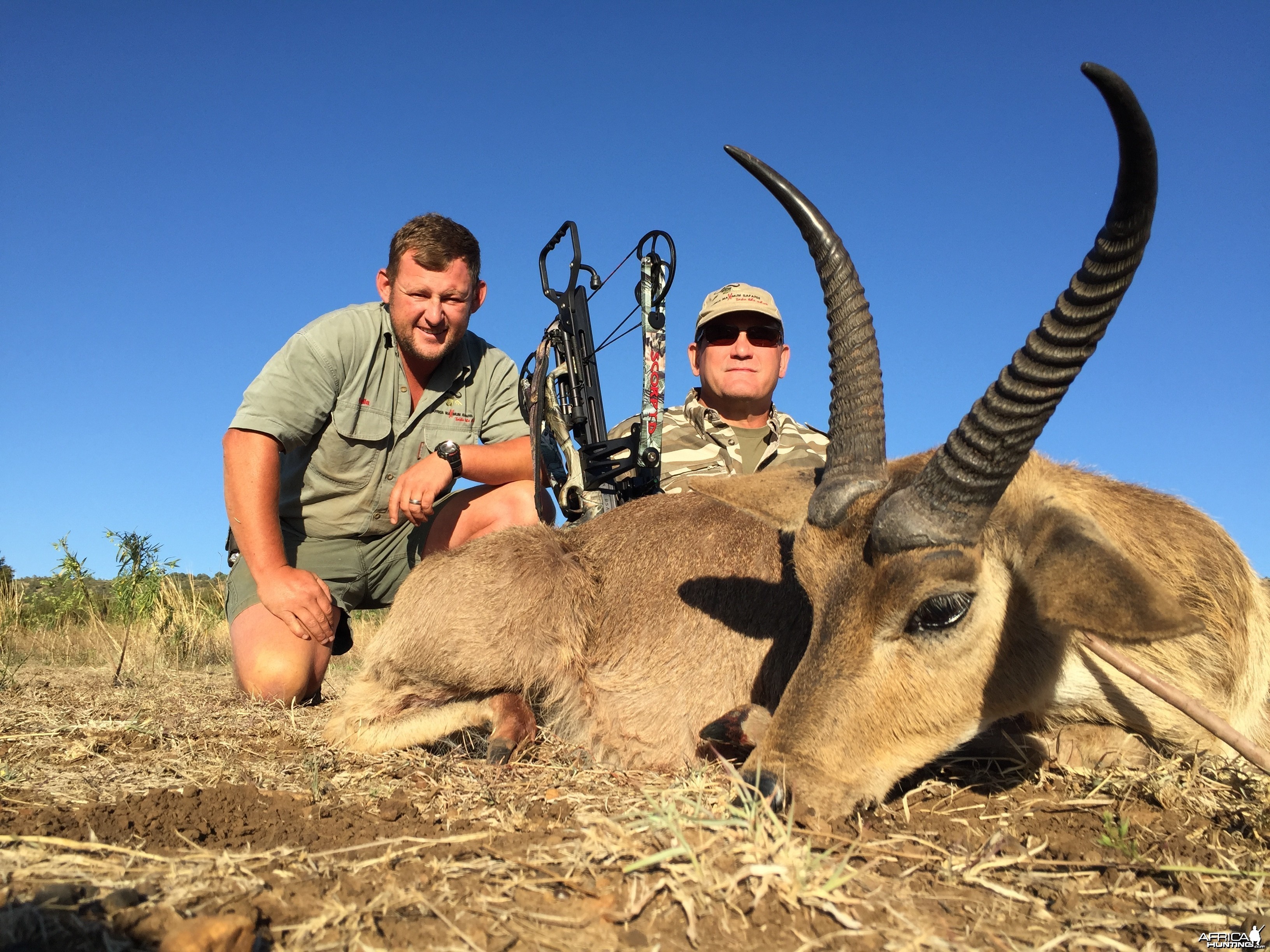 Crossbow Reedbuck