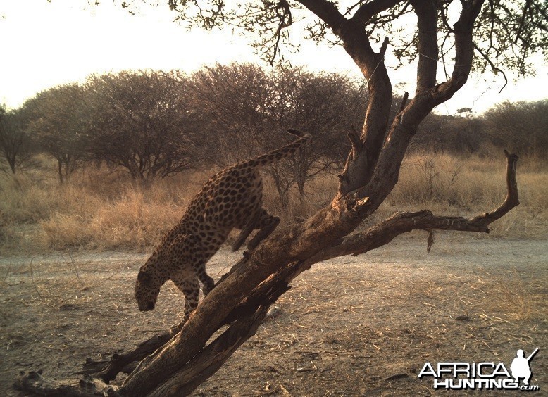 Leopard Hunt Namibia