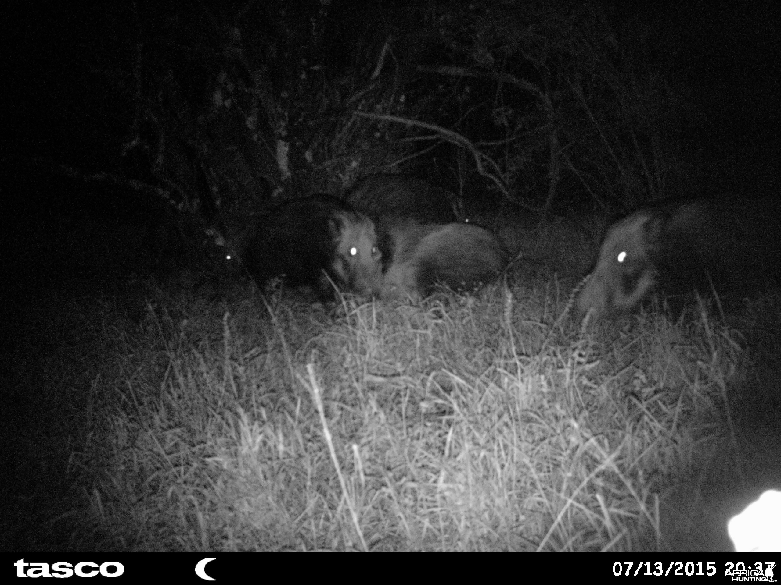 Baited bushpig in Mankazana Valley.