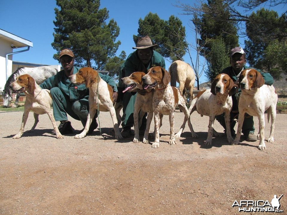 The Hounds