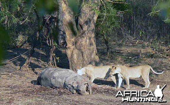 Lion on Hippo Kill