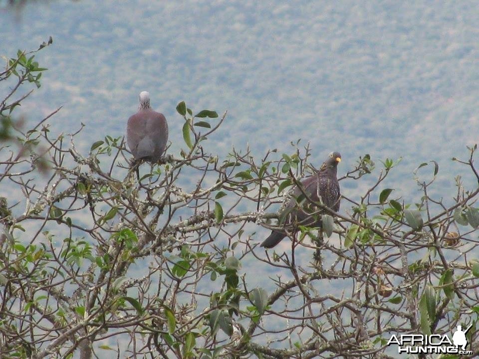 Rameron Pigeons - Mankazana Valley