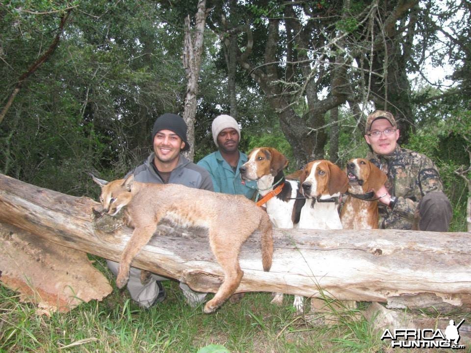 Caracal Treed by hounds.