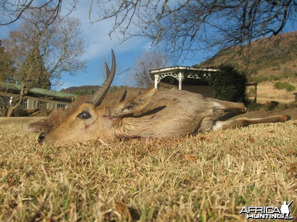 Mountain Reedbuck Hunting Mankazana Valley