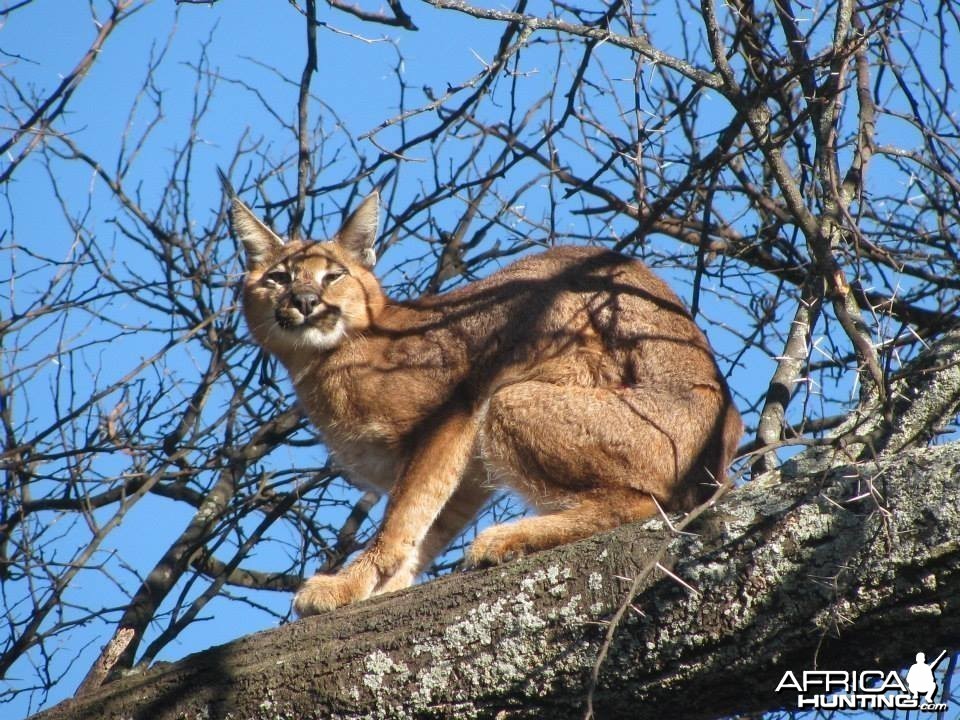 Caracal Treed by hounds.