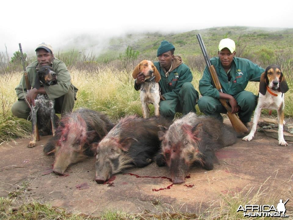 Bushpig with Hounds