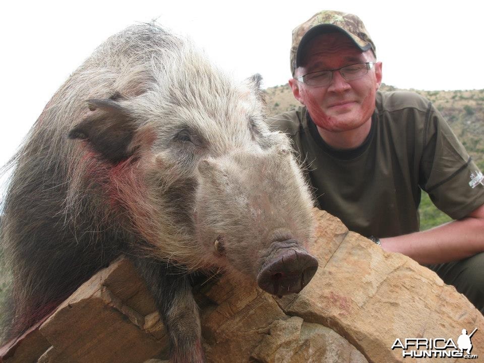 Bushpig with Hounds