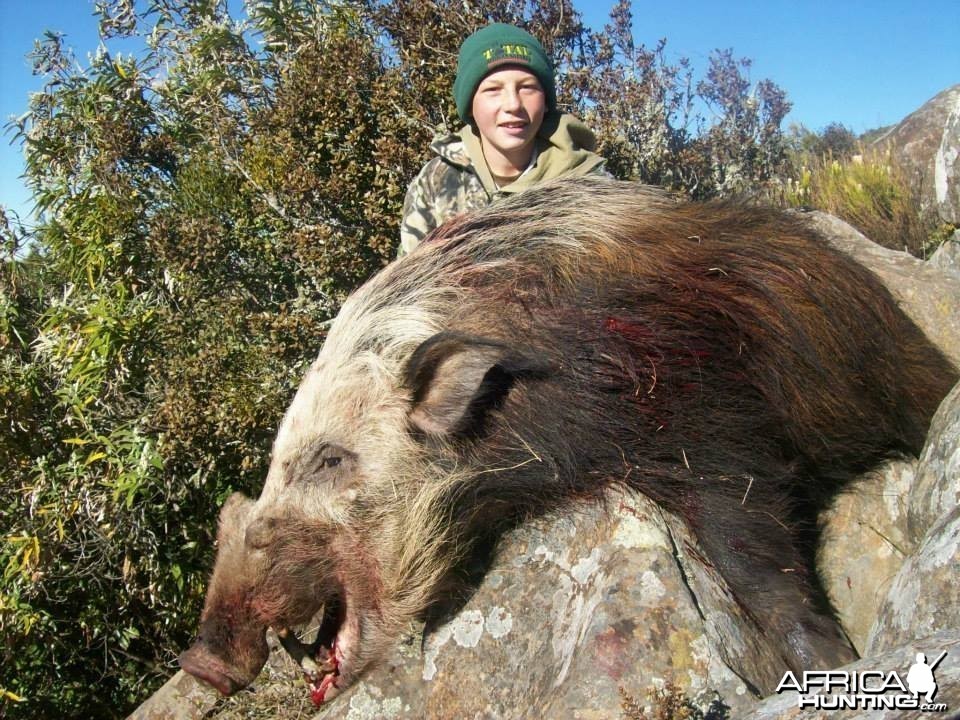 Bushpig with Hounds