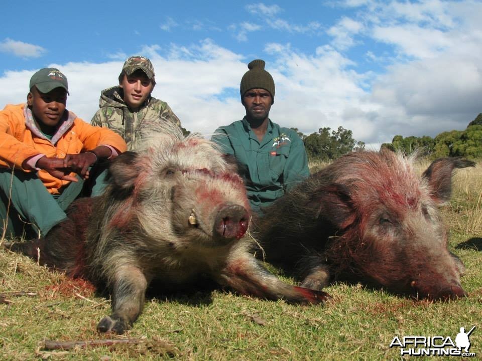 Bushpig with Hounds