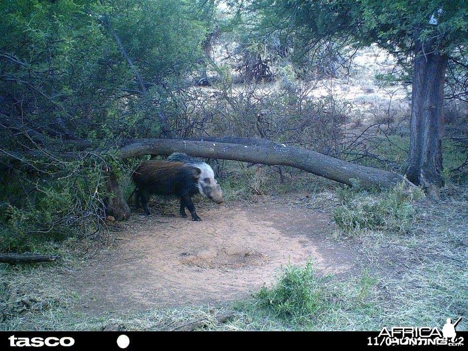 Baited bushpig in Mankazana Valley.