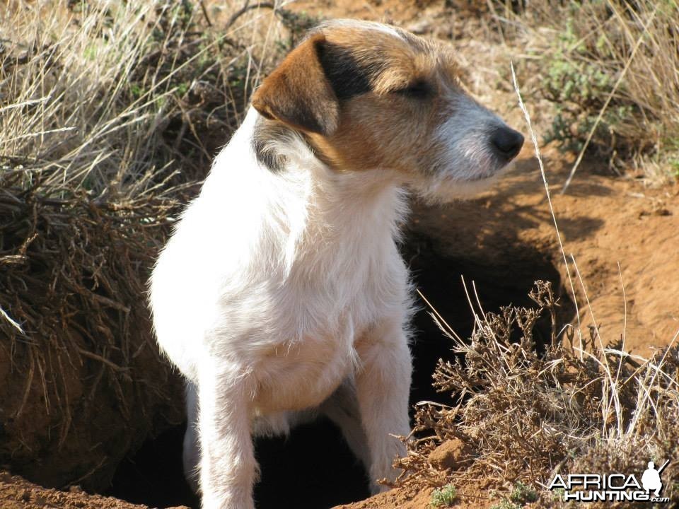 Digging to terriers.