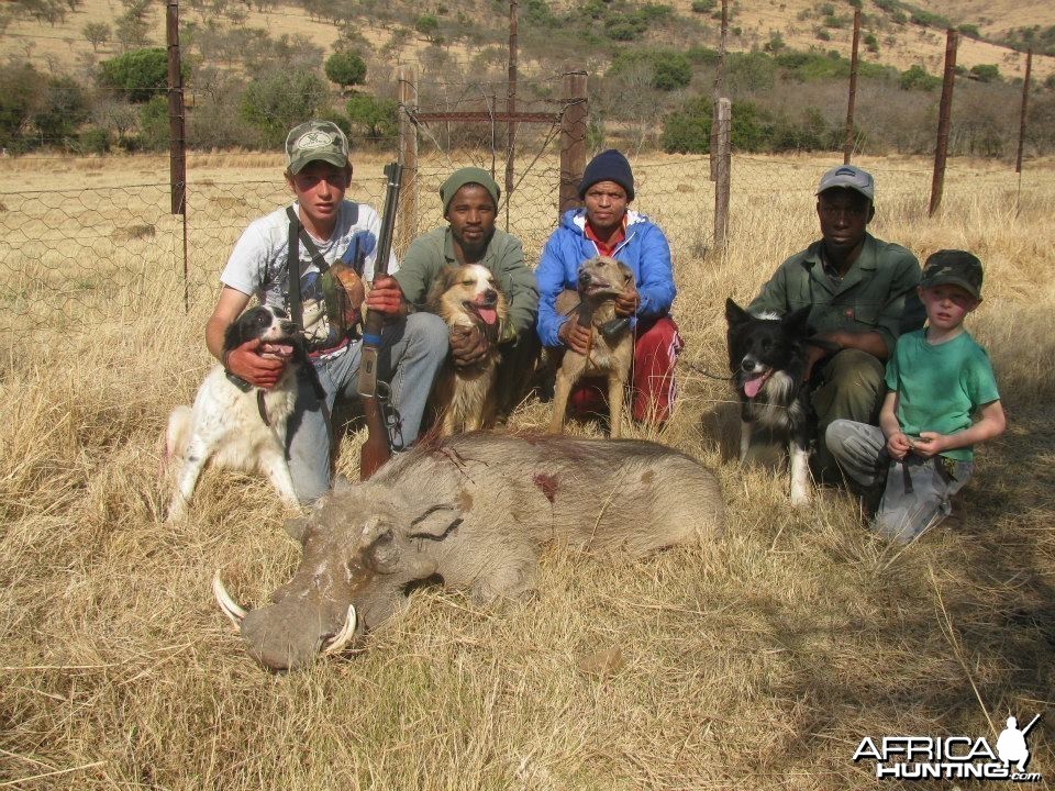 Rough hunting warthog with baying dogs - fast and furious action.