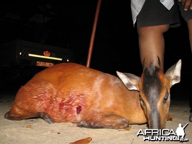 Red Duiker Hunt in Tanzania