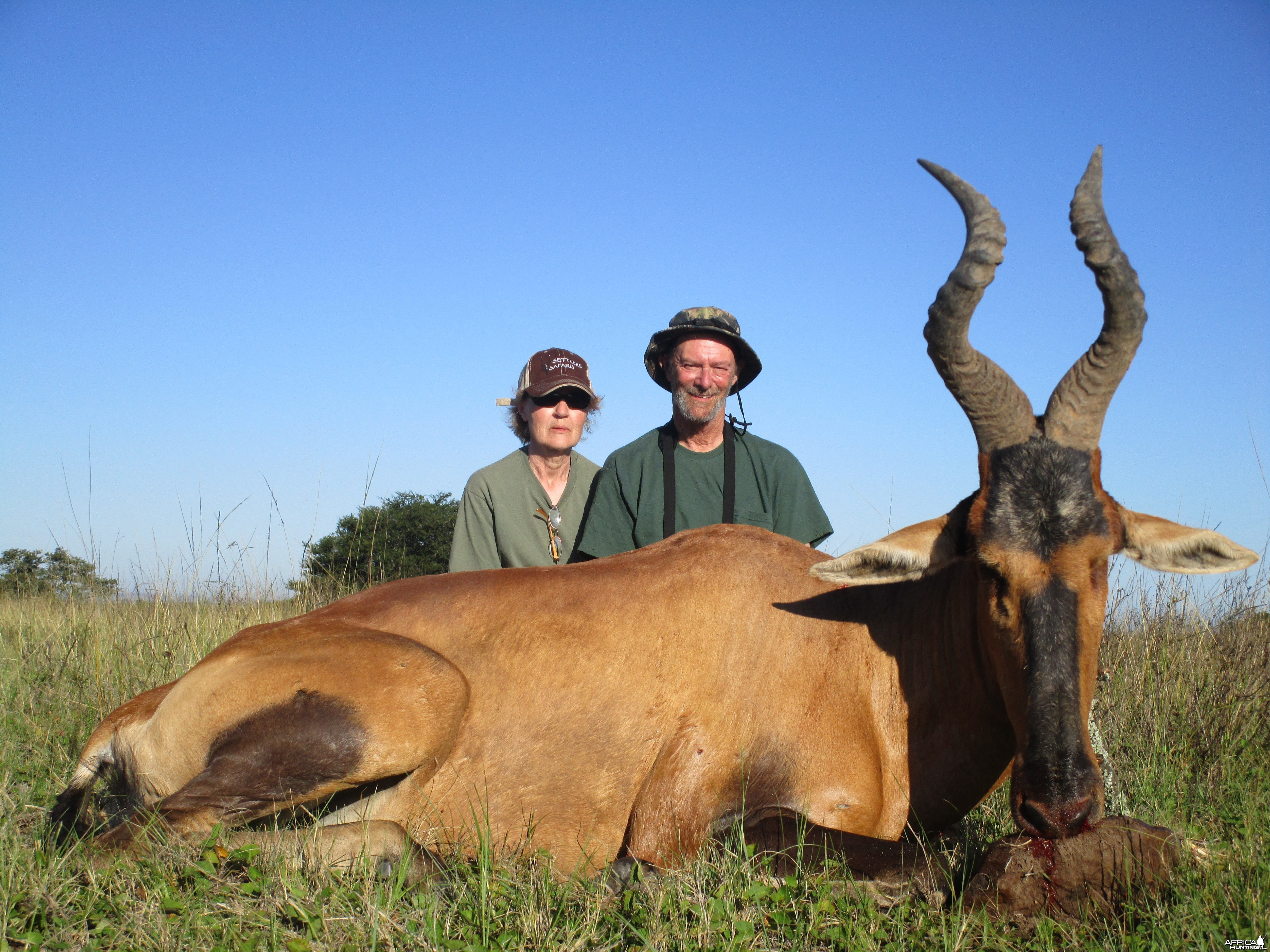 Hartebeest