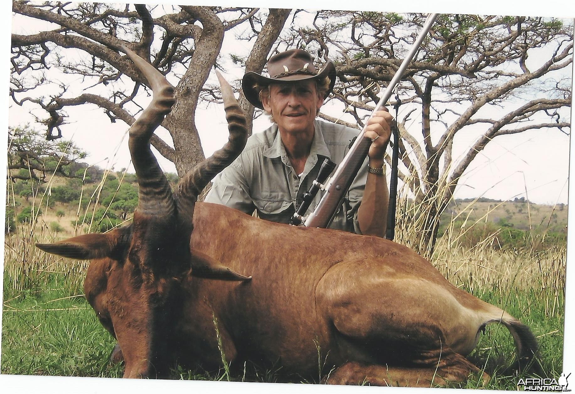 Red Hartebeest