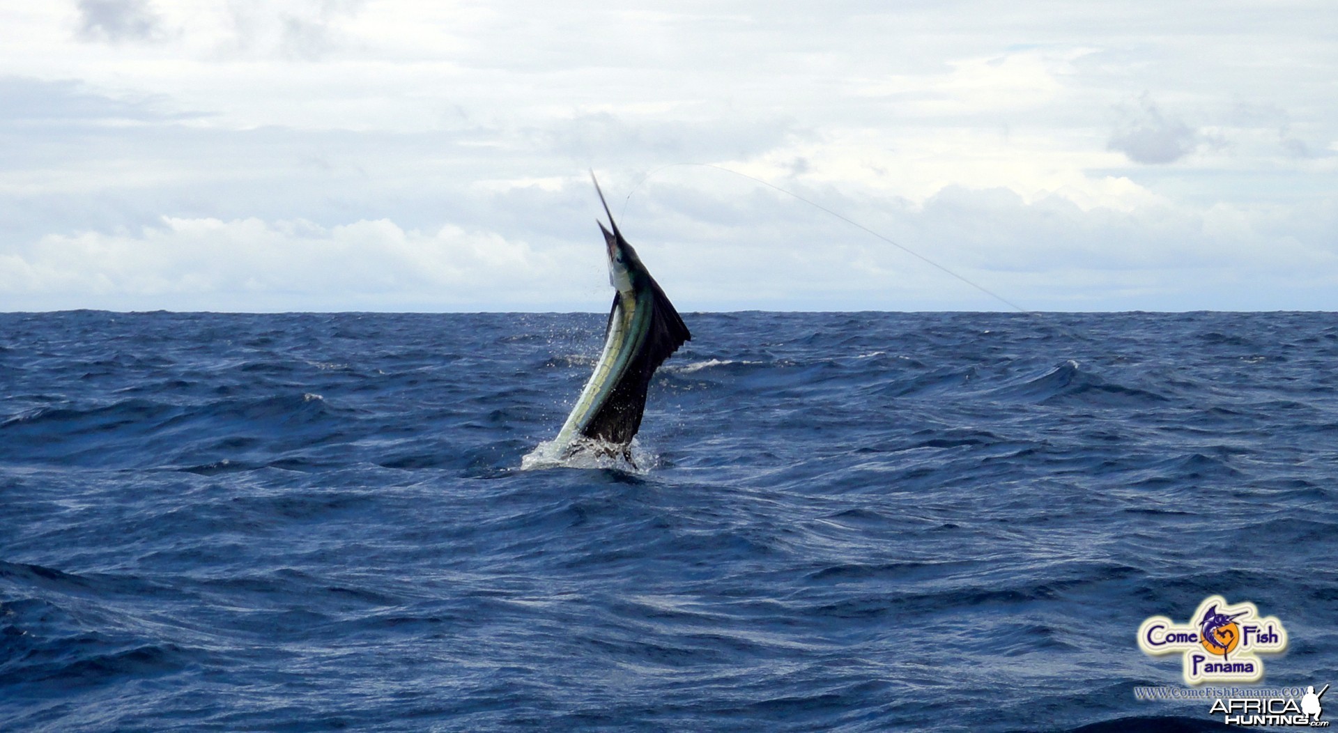 Airborn pacific sailfish - Panama