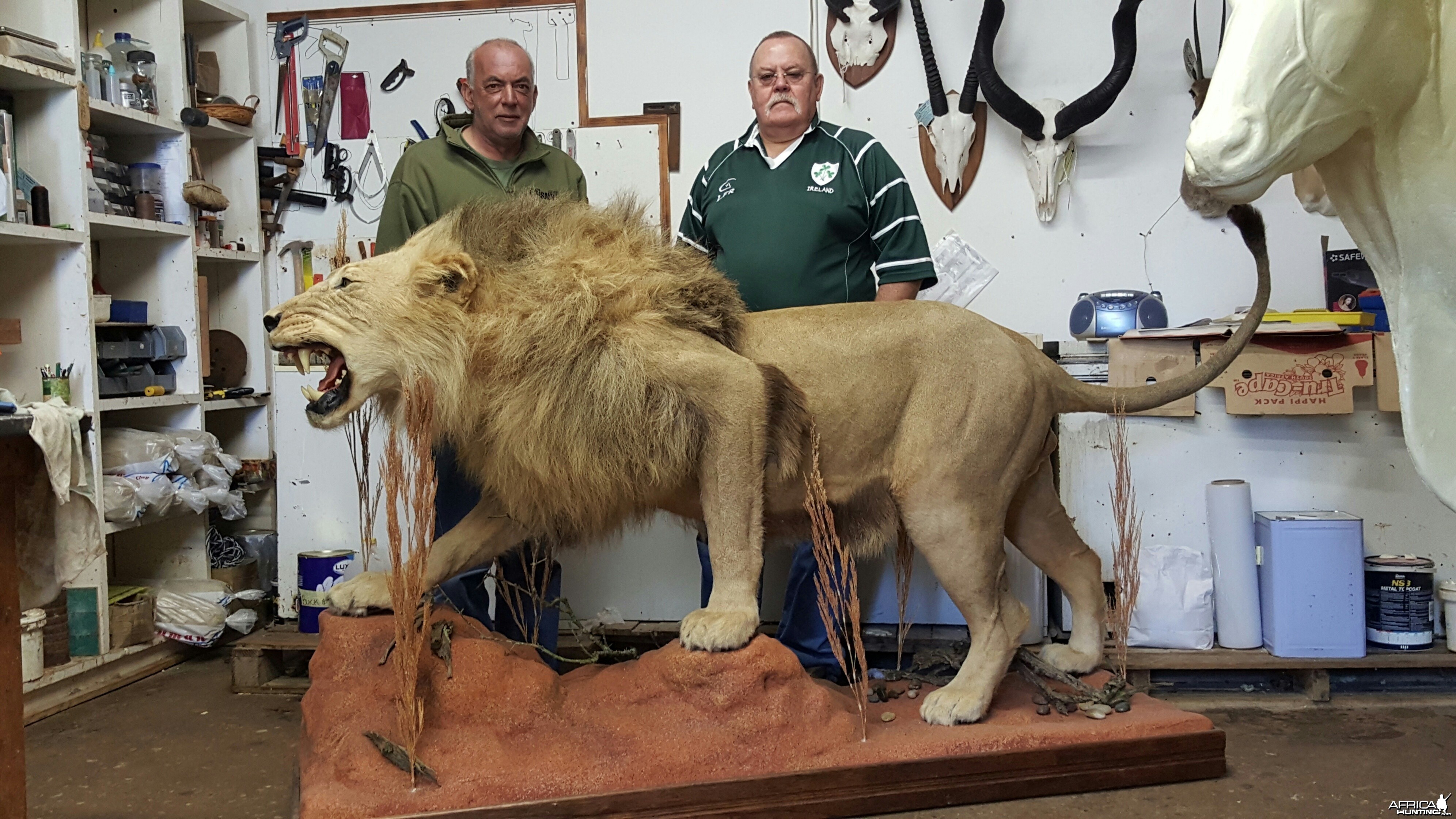 lion pre delivery from taxidermist