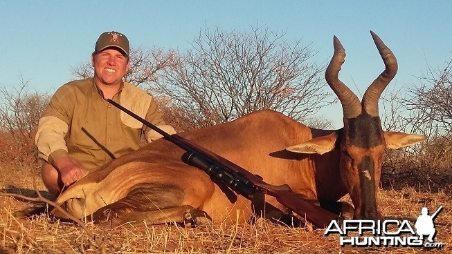 Red Hartebeest 20 inches