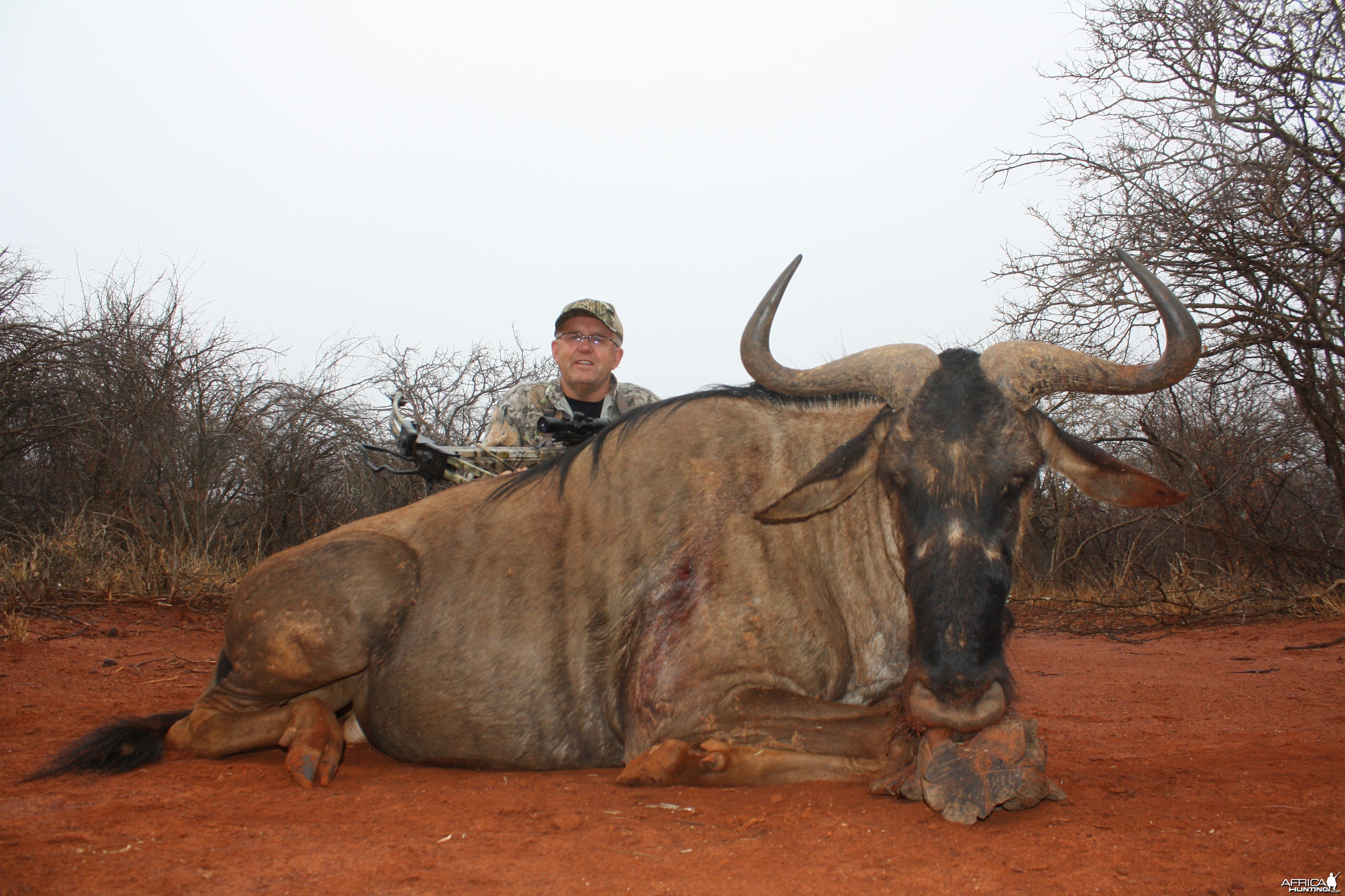 Blue Wildebeest