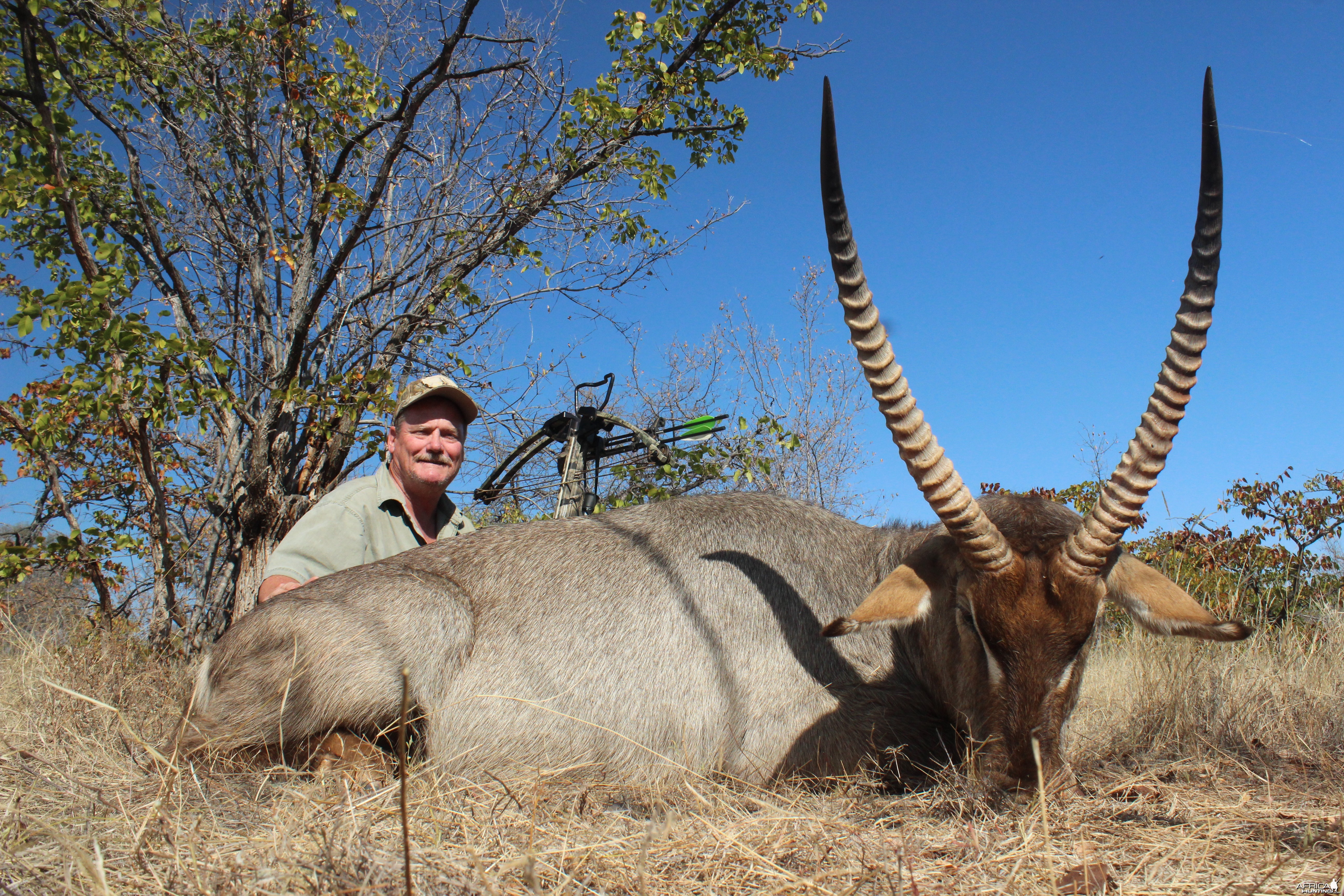 Waterbuck