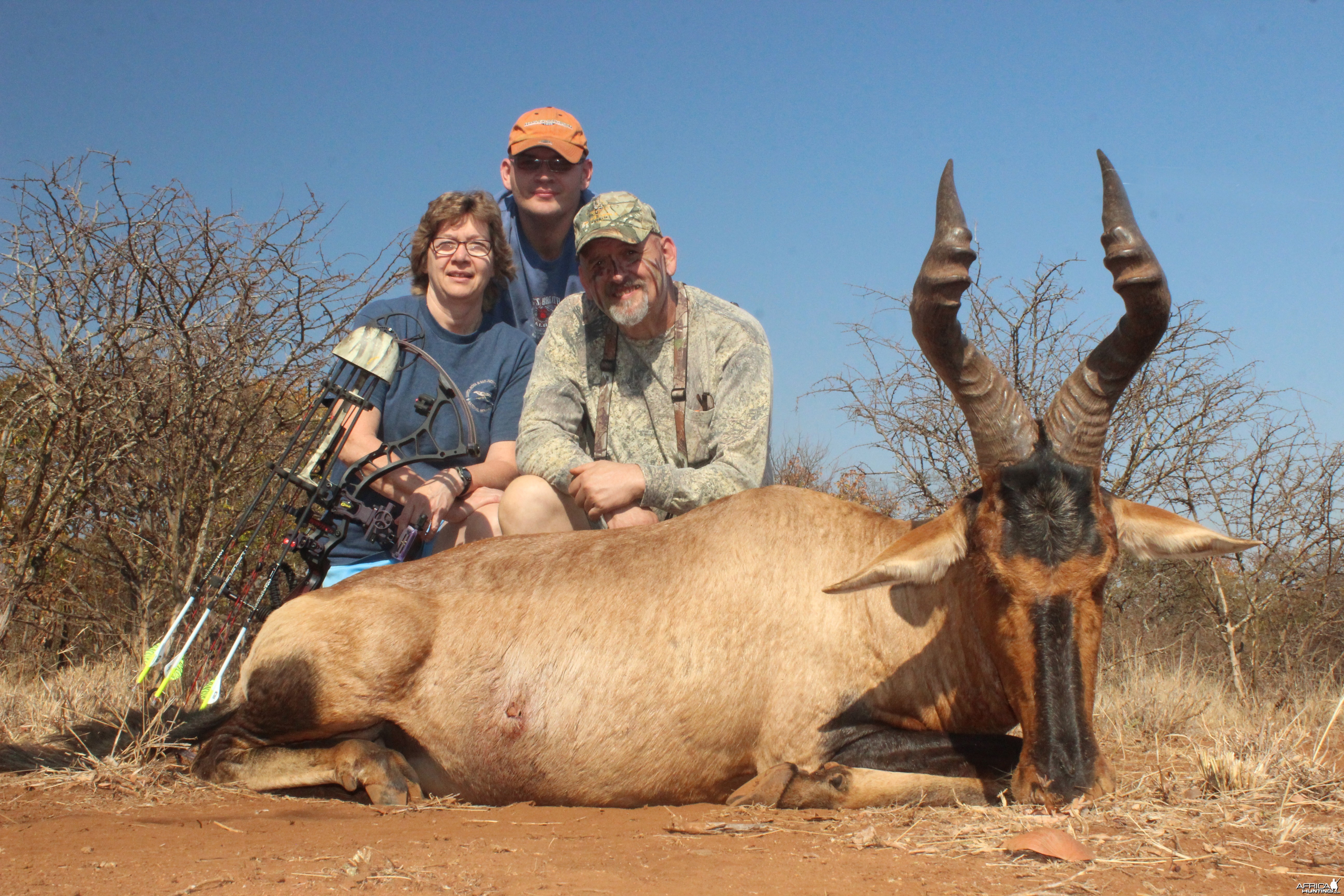 Red Hartebeest