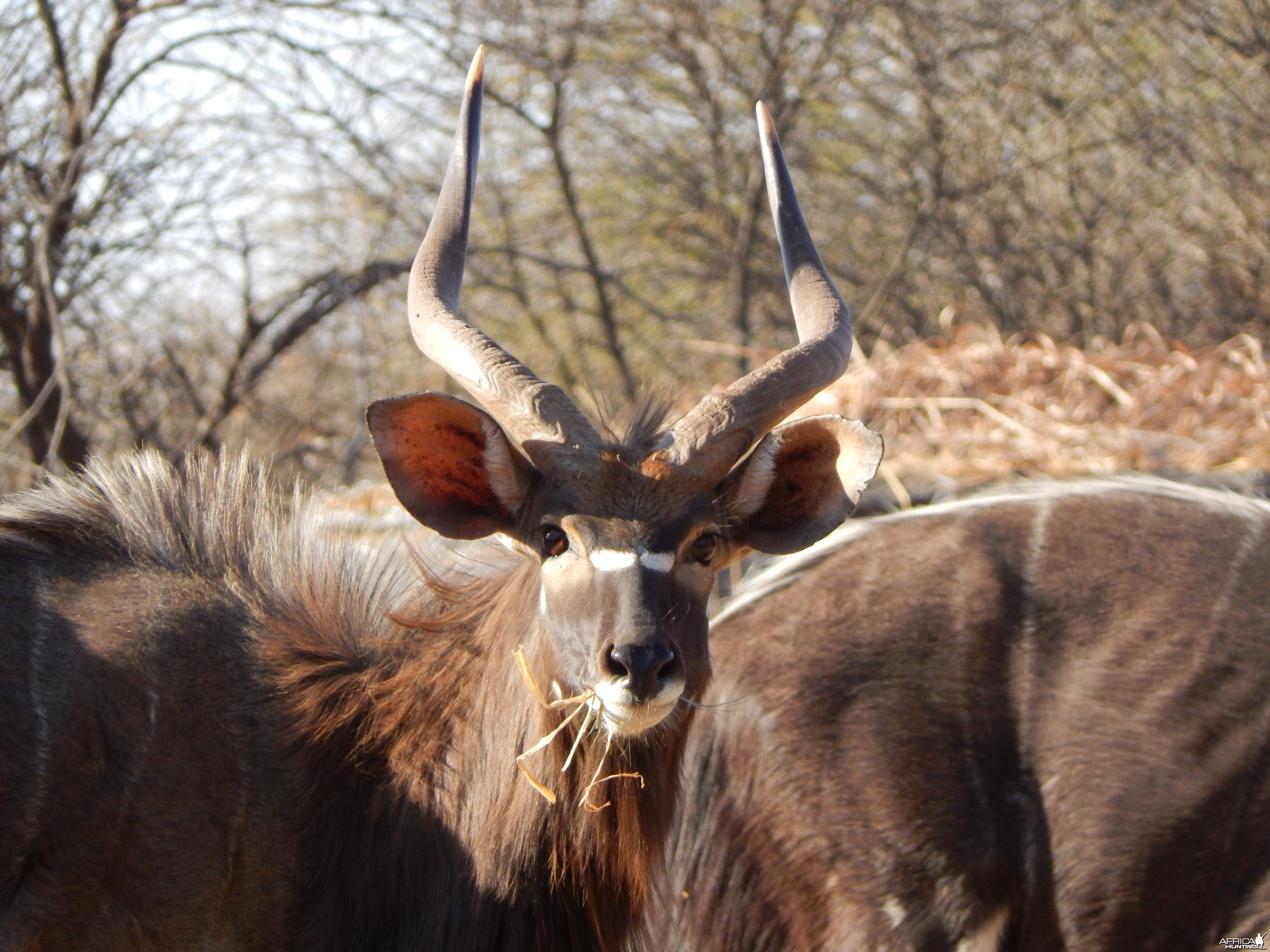 Nyala