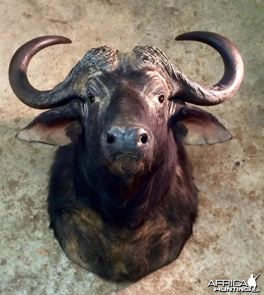 Cape Buffalo From My 2014 Safari Hunt is Finally Completed