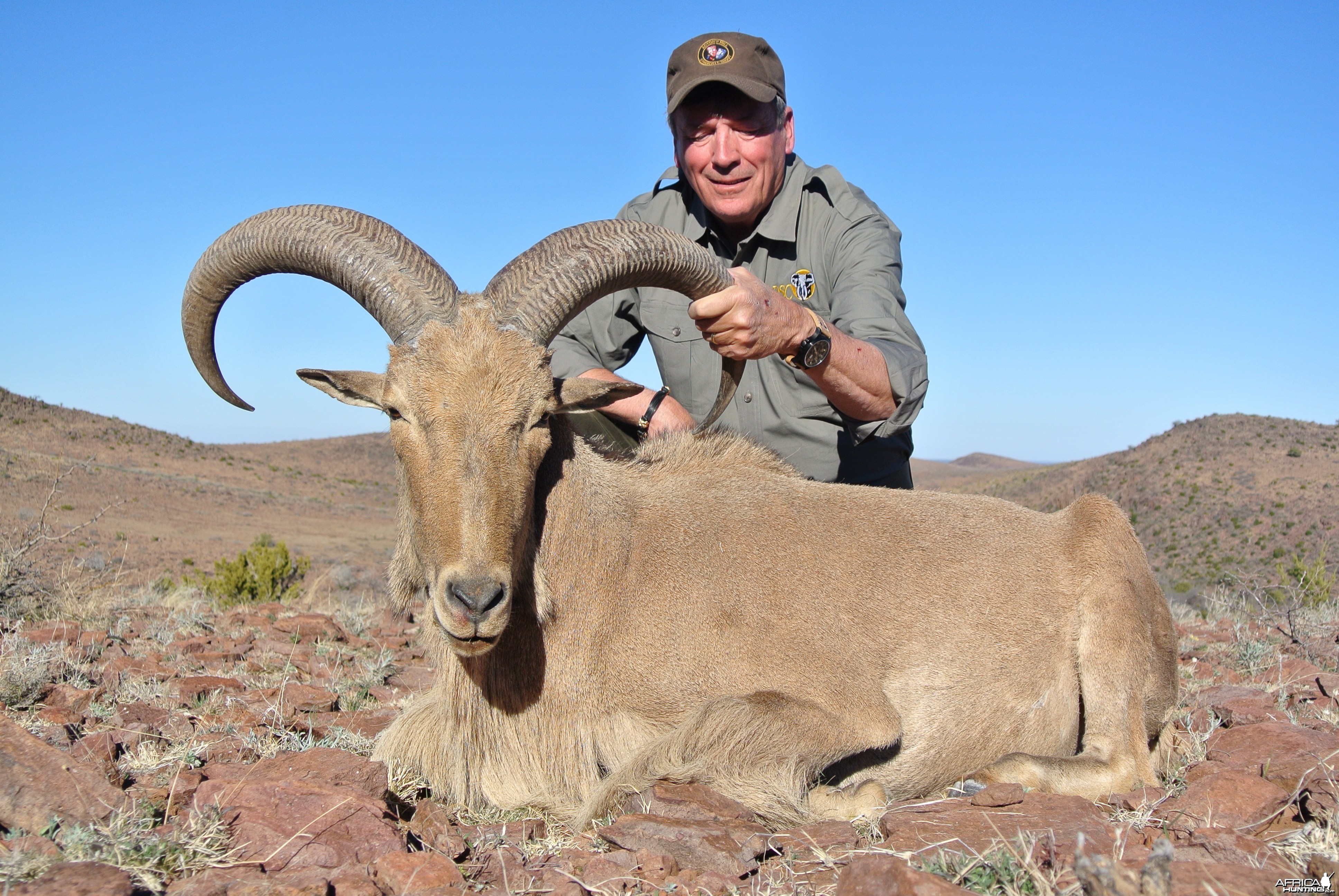 Davis Mountains Aoudad