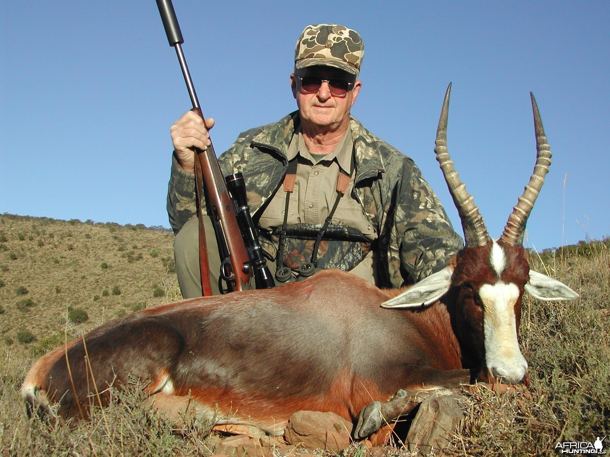 Blesbok