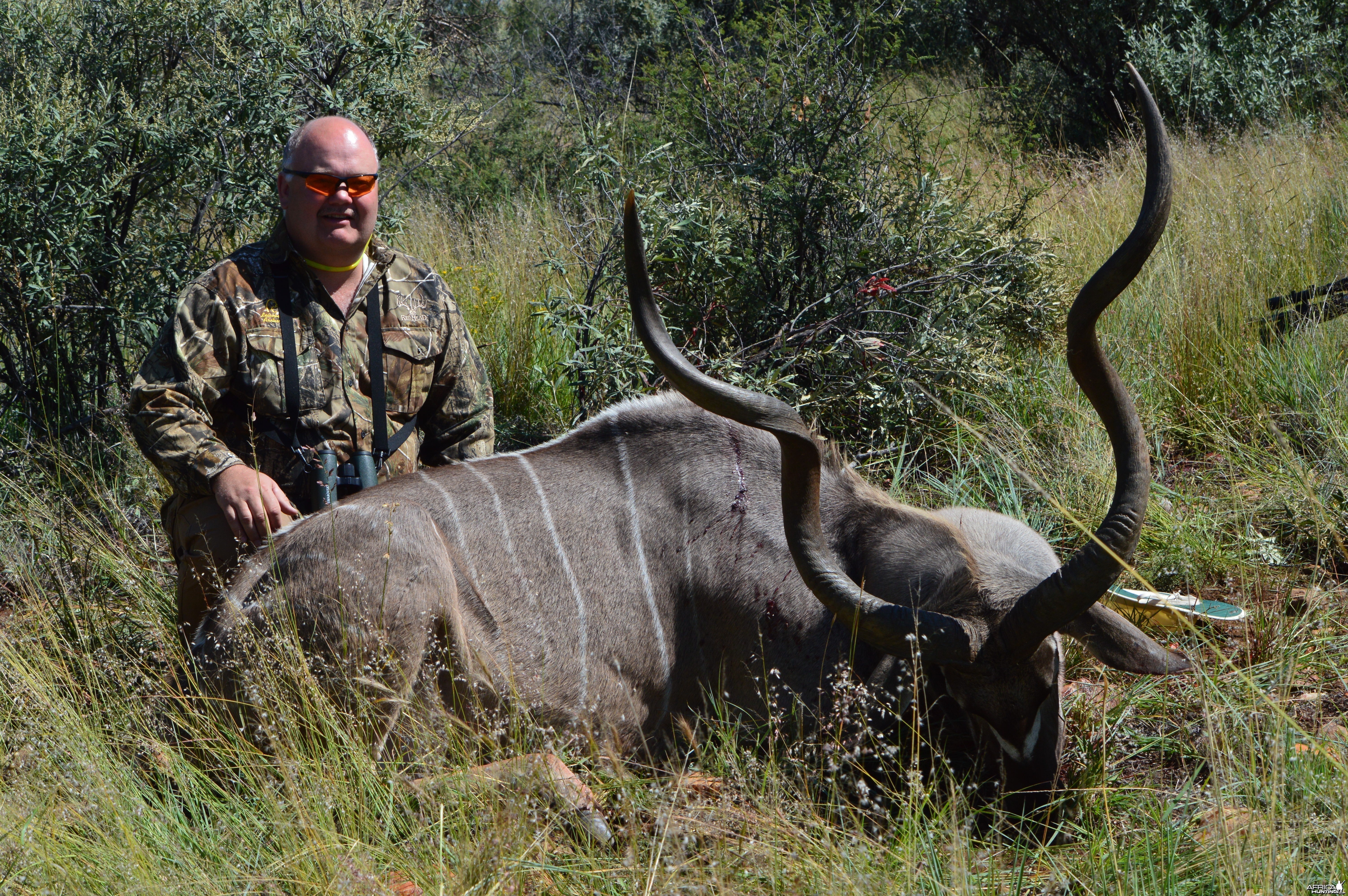 Greater Kudu