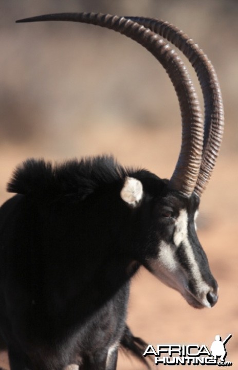 Sable Antelope on the Waterberg Plateau in Namibia