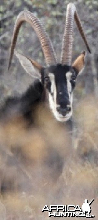 Sable Antelope on the Waterberg Plateau in Namibia