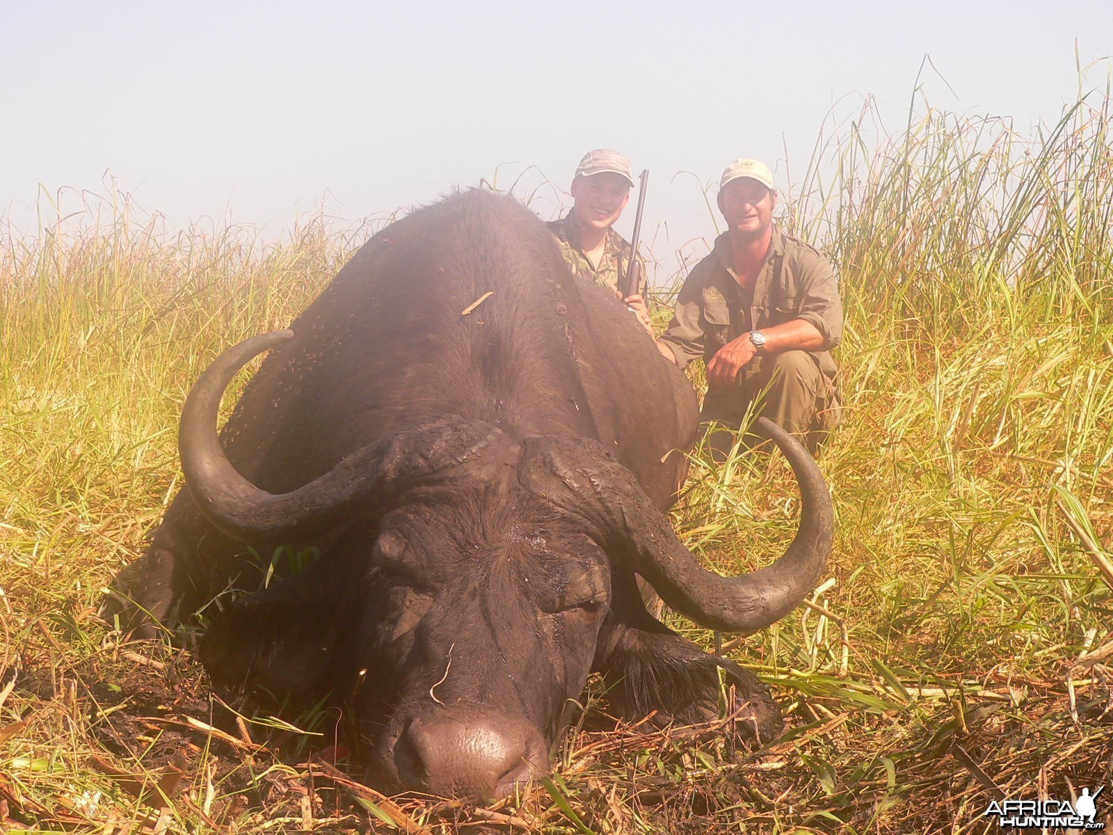 Cape Buffalo