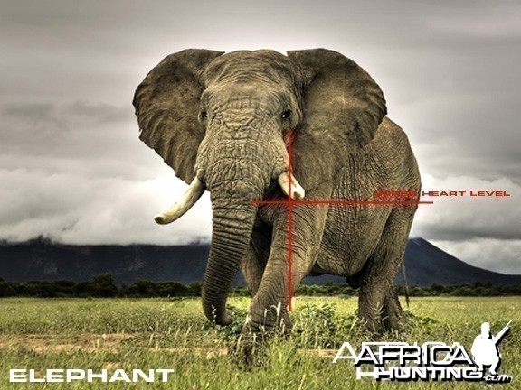 Hunting Elephant Quater View Shot Placement