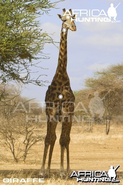 Giraffe Hunting - Front View Shot Placement