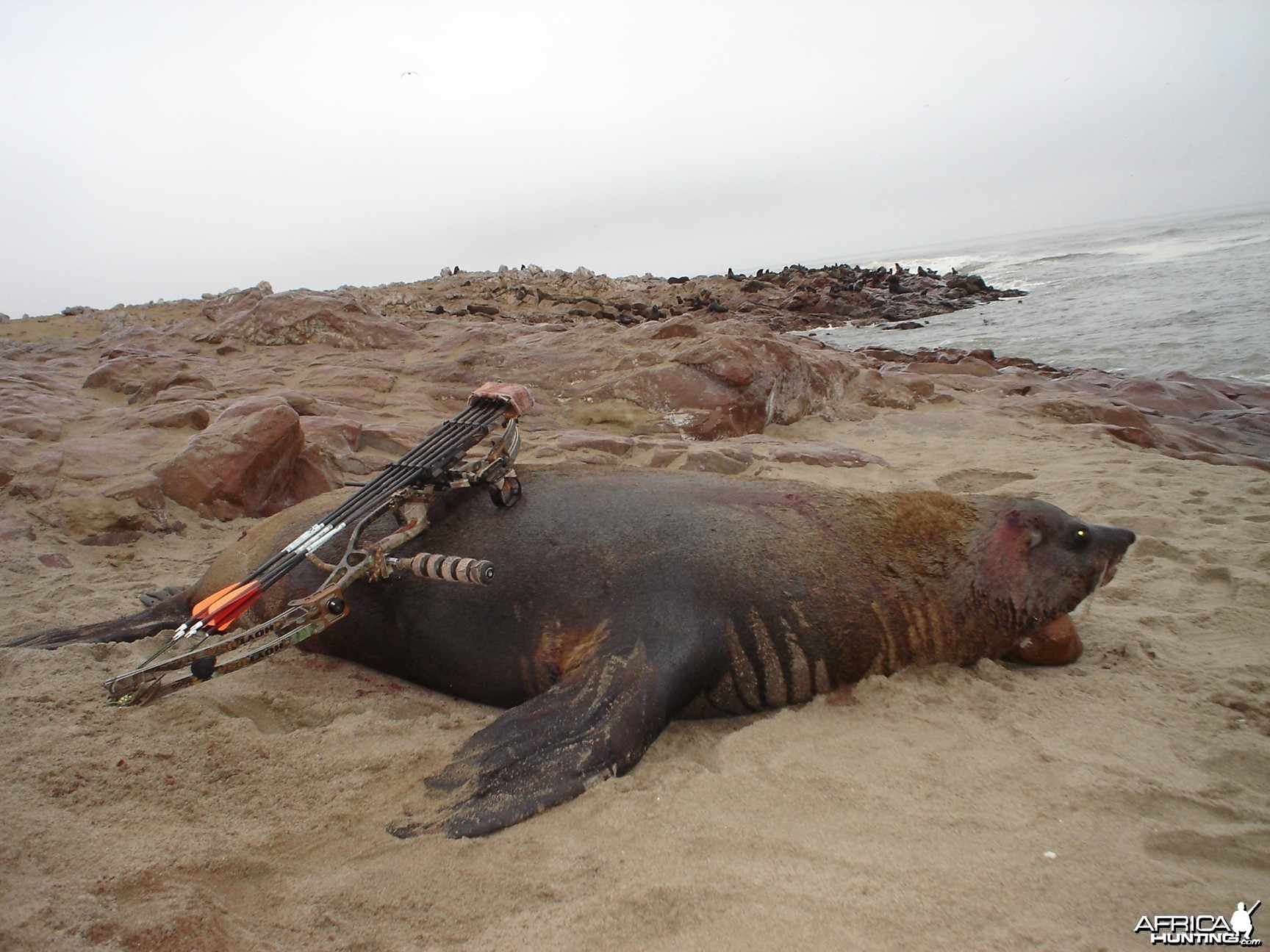 Hunting Seal in Namibia