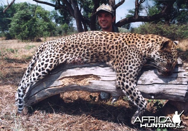 Leopard Hunting over a Pack of Trained Dogs in Mozambique