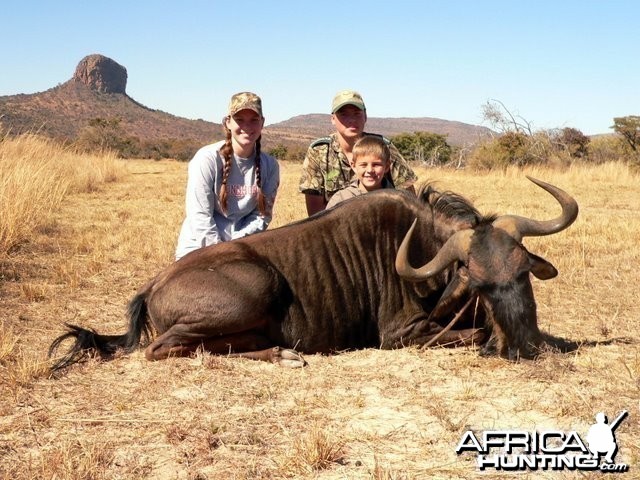 Blue Wildebeest