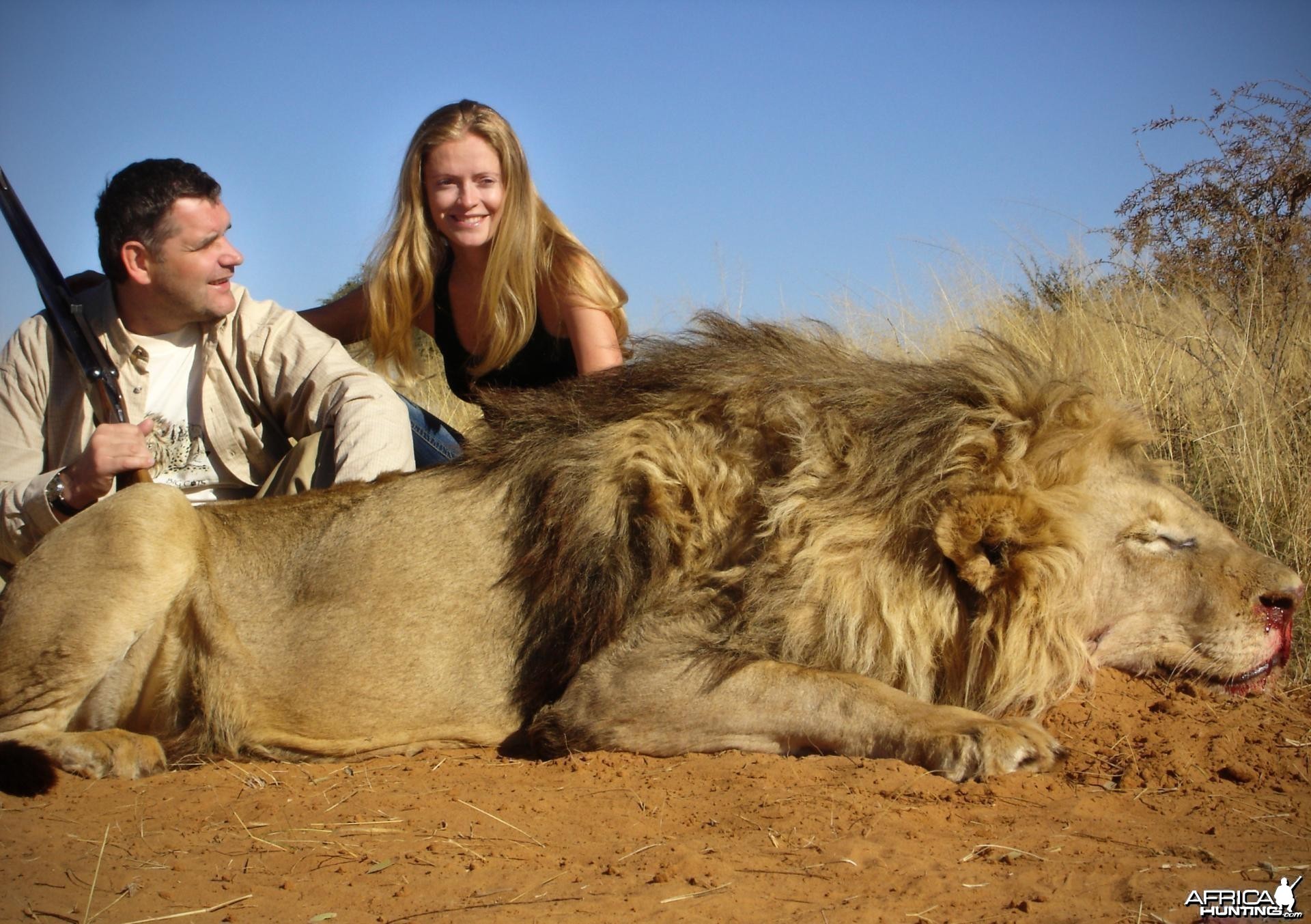 Big mane Lion hunted in South Africa