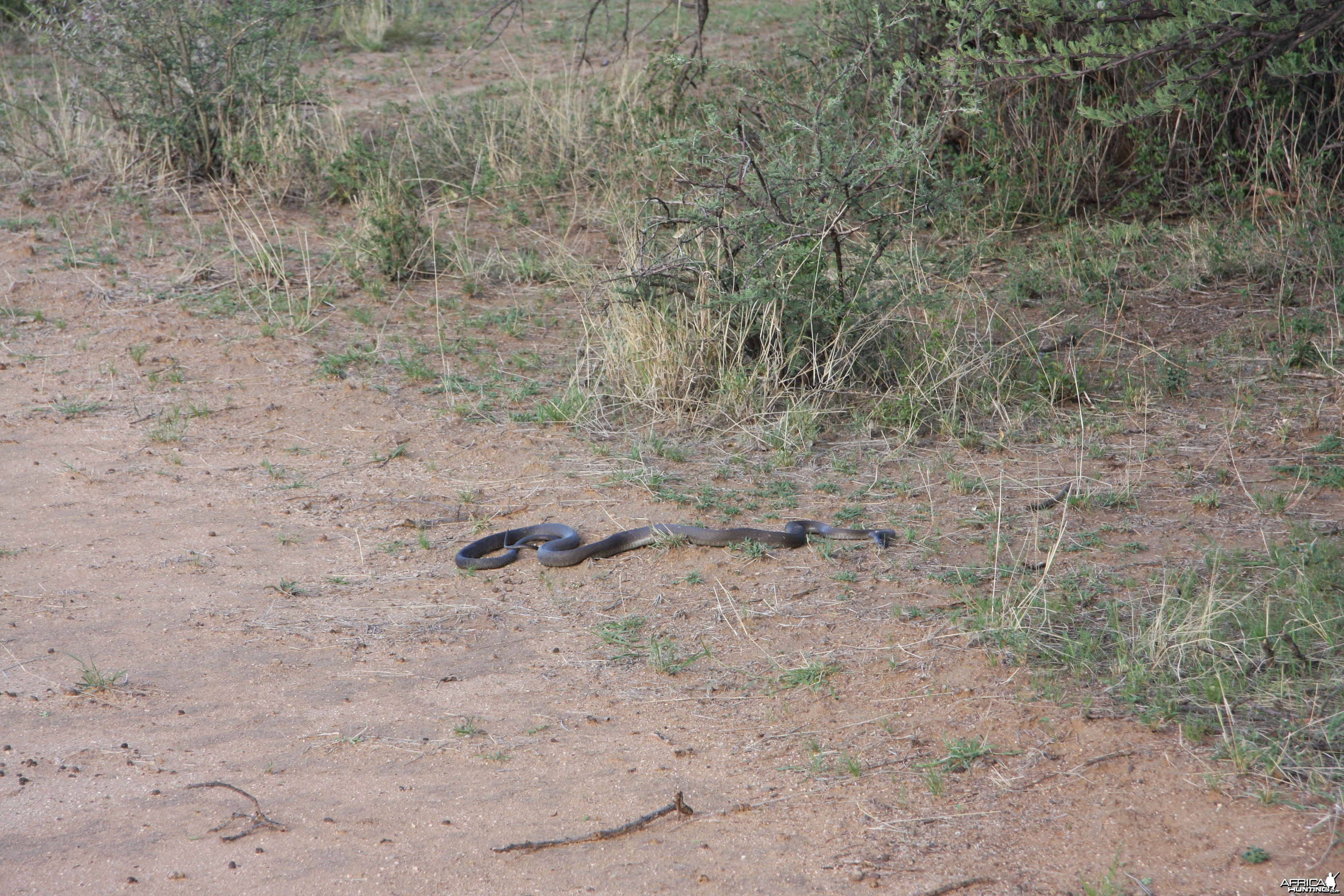 Black Mamba in Namibia