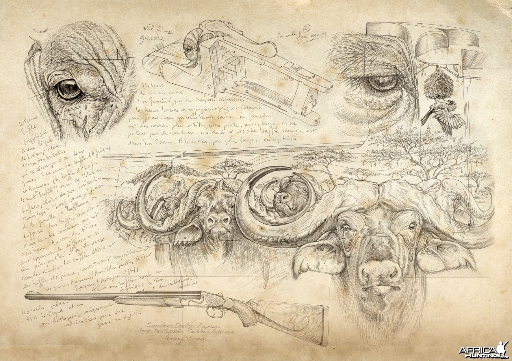 Wildlife Artist Marcello Pettineo - Buffalo Gun Engraving