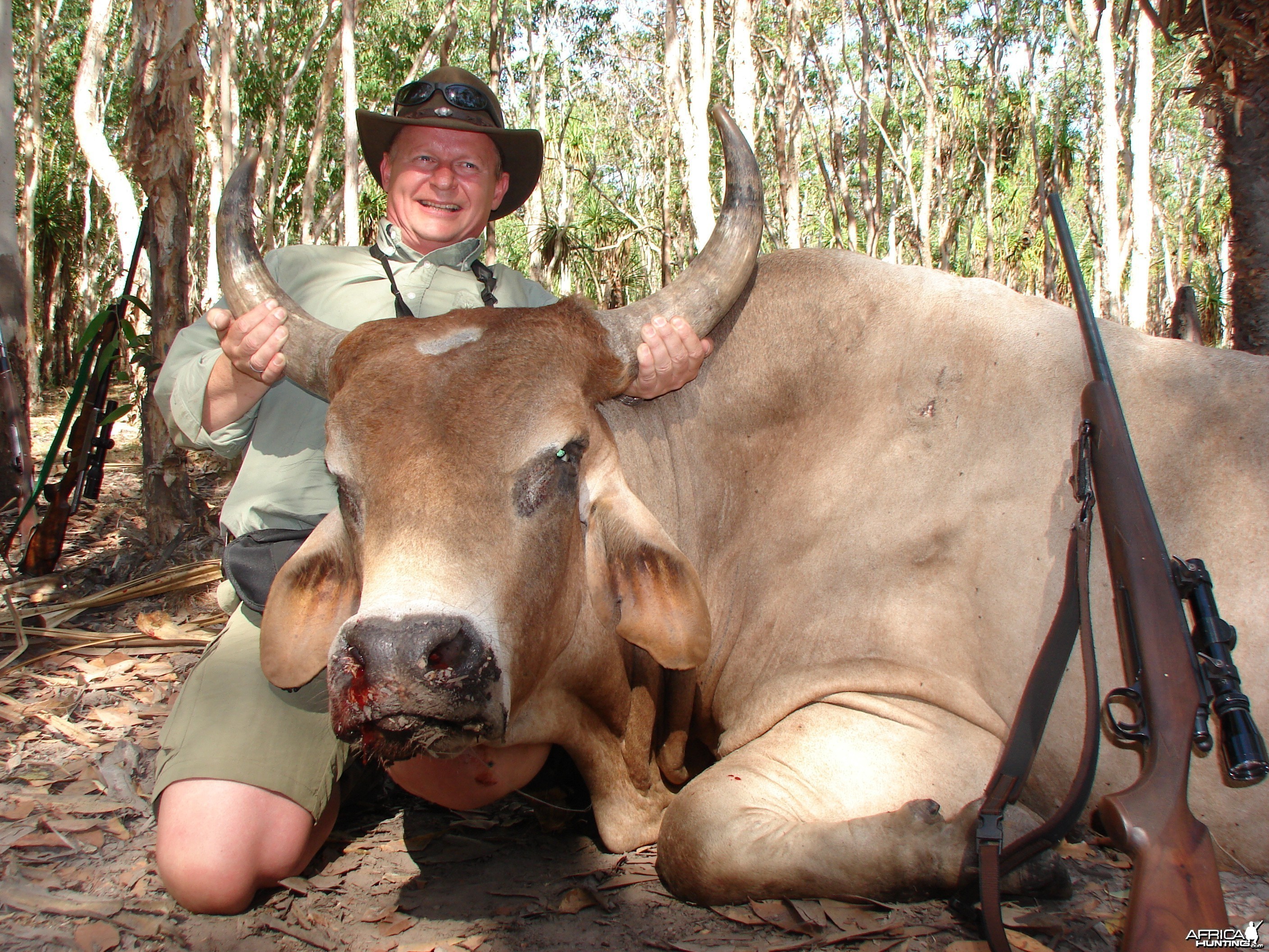 Wild Oxen, Arnhemland, Australia.