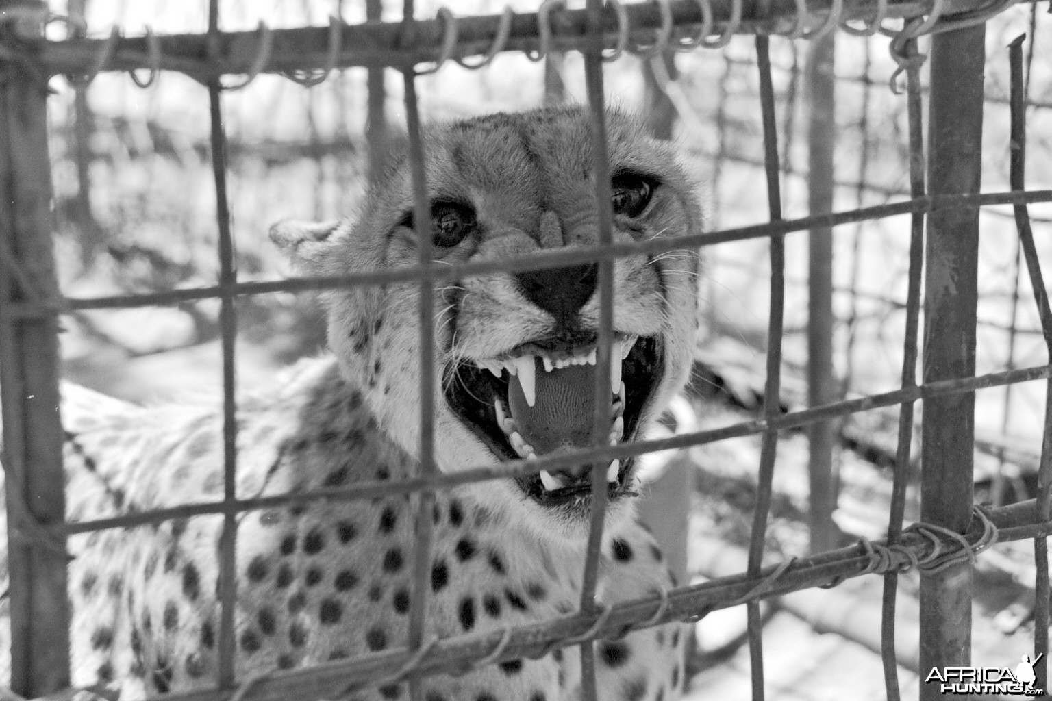 Cheetah being relocated by Cheetah Conservation Fund (CCF)