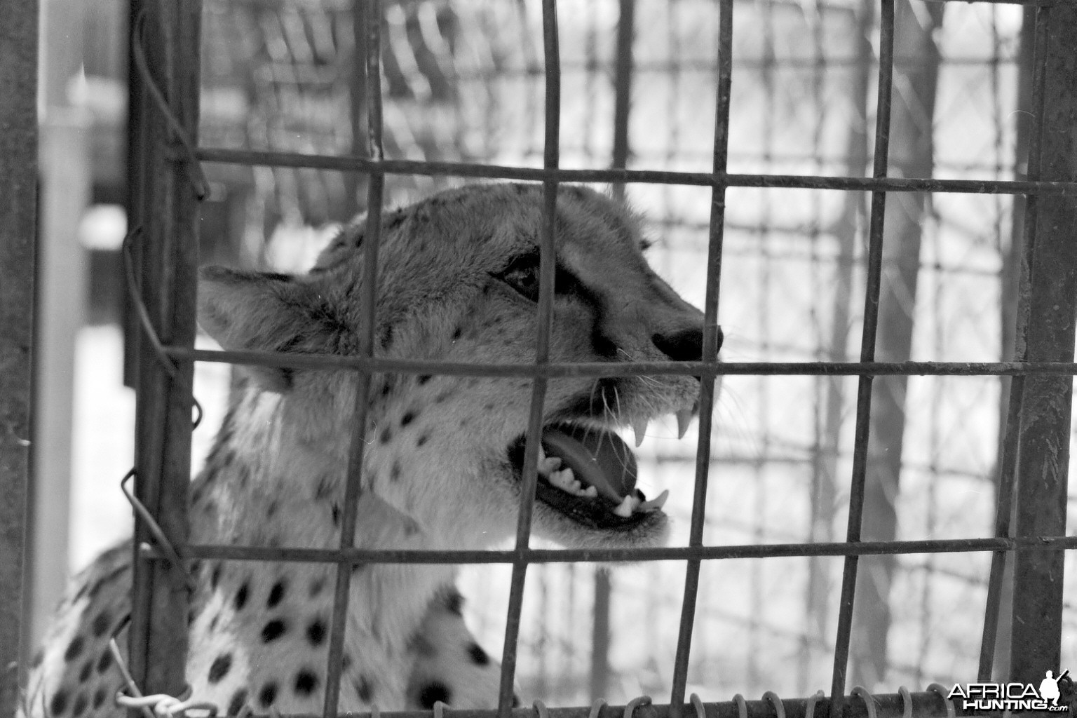 Cheetah being relocated by Cheetah Conservation Fund (CCF)