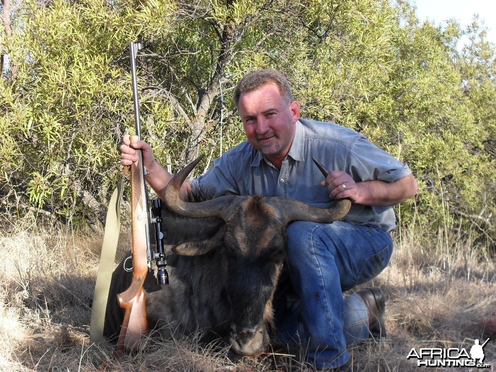 Blue Wildebeest - Bushwack Safaris