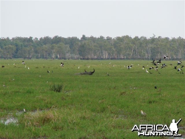 Arnhemland scenery &amp; wildlife.