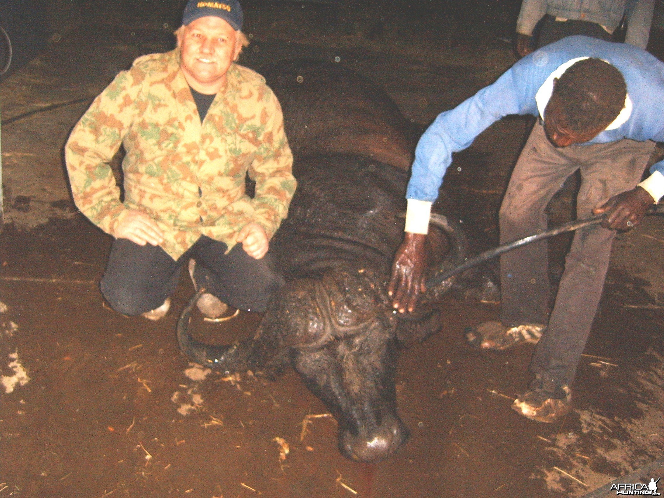 Cape Buffalo -  Bushwack Safaris