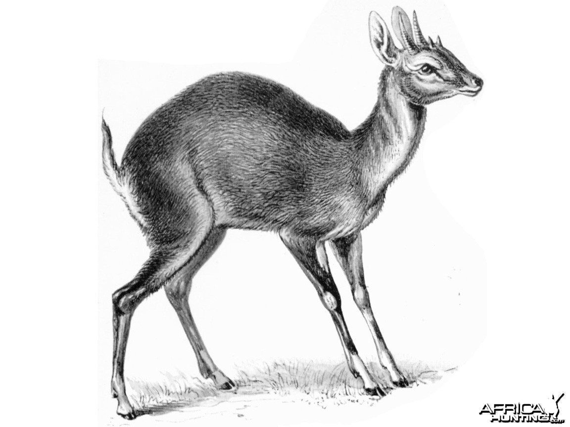 The Four-horned Antelope, Chousingha, from India