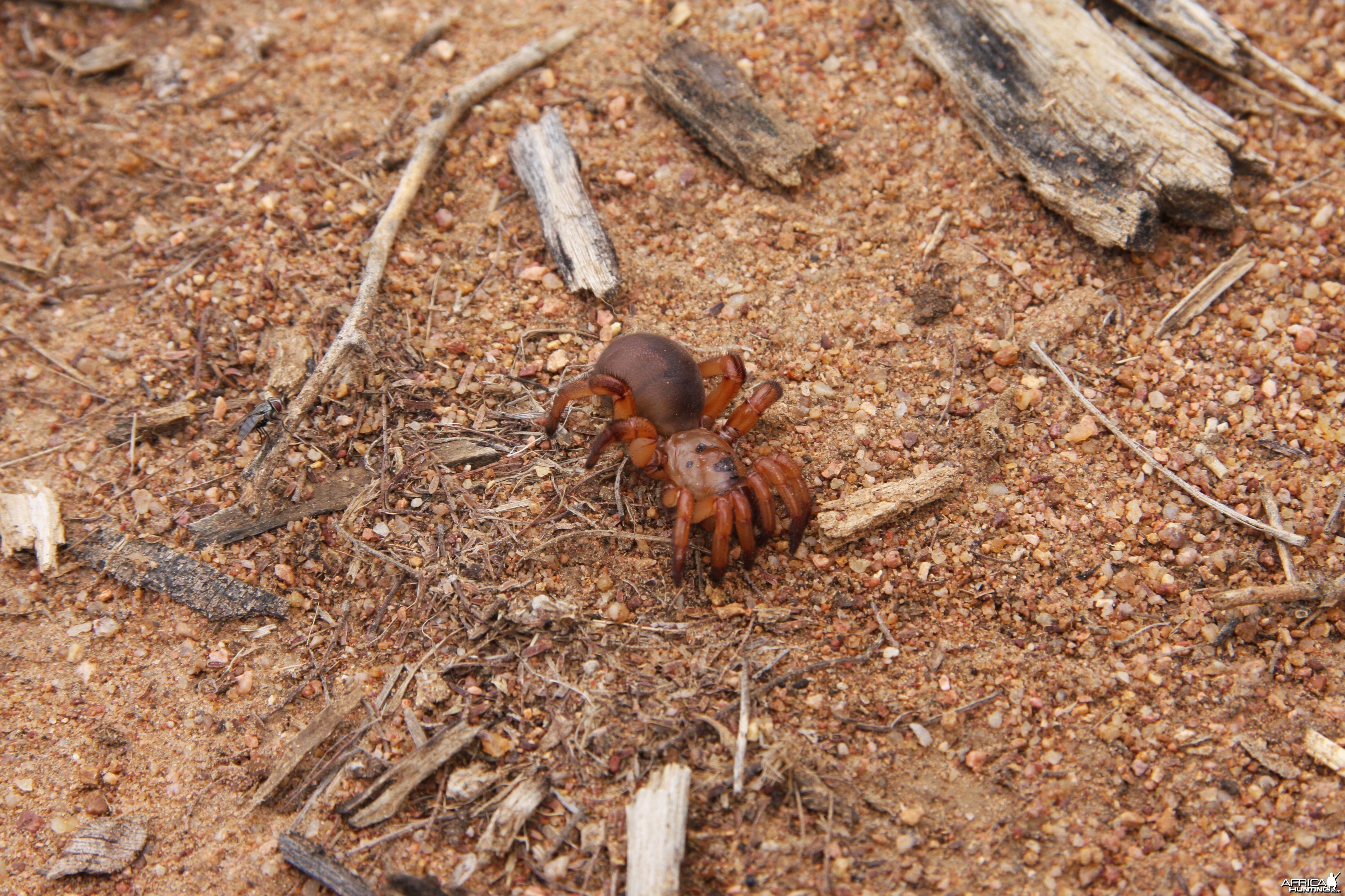 Spider, Namibia