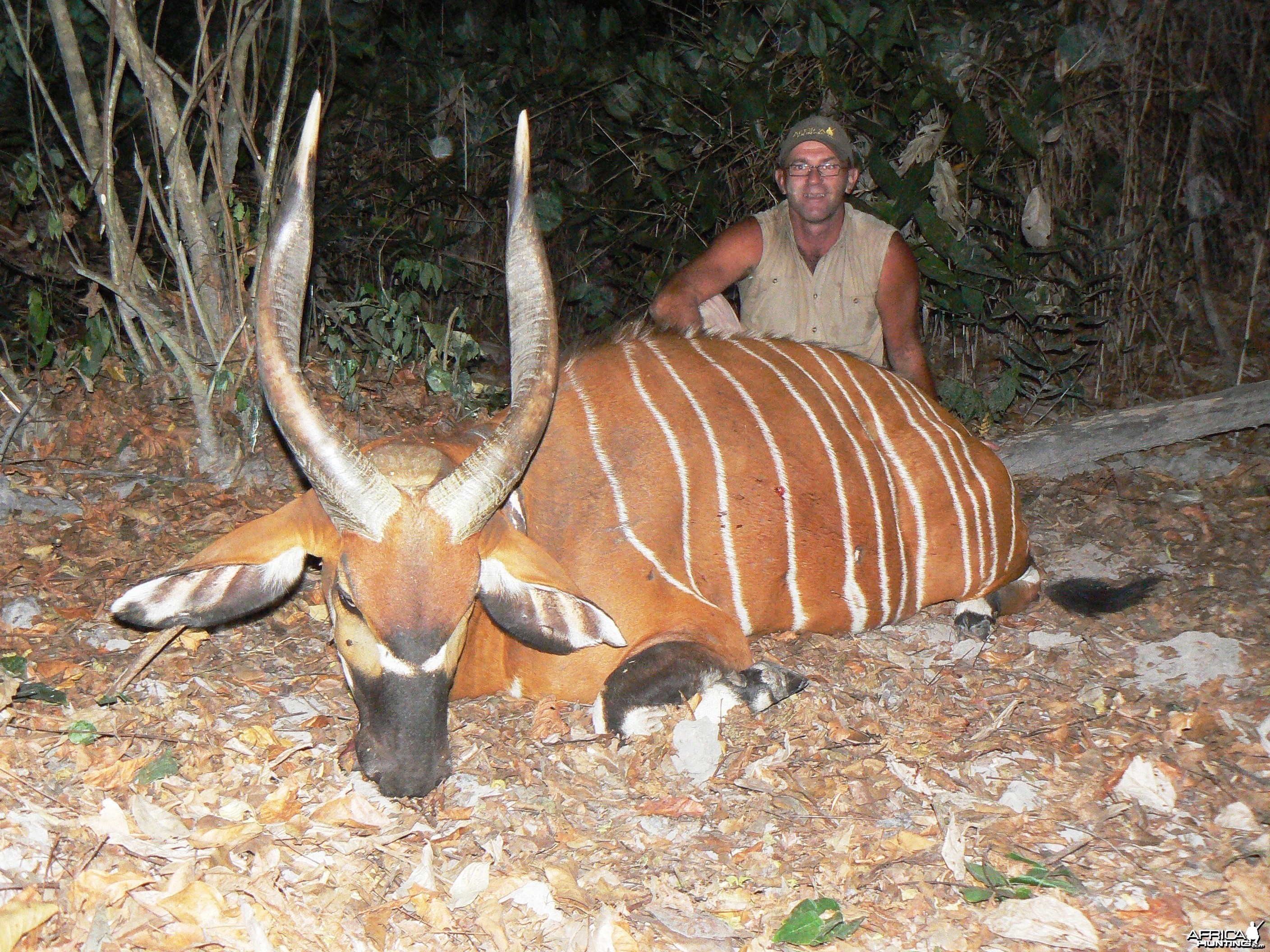 26 inches Bongo hunted in CAR